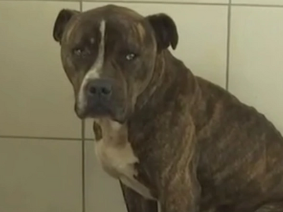 Ζάκυνθος: «Μπορεί να το ξανακάνει…», το ...