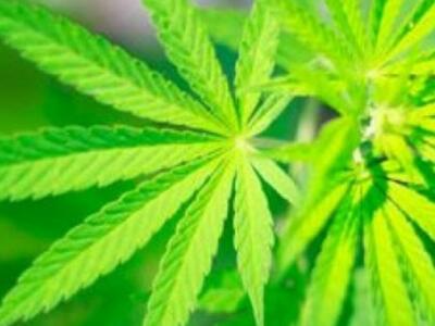 Ολλανδία: Νομιμοποιήθηκε σήμερα από το Κ...