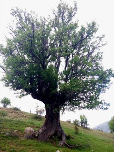 Αγριαχλαδιά στο Σινιάτσικο