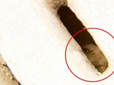 Σκυλάκι παγιδεύτηκε στην αποχέτευση για ...