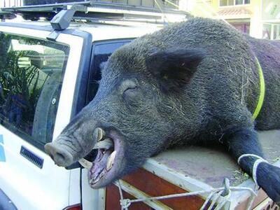 Αγριογούρουνα διακοσίων κιλών σκότωσαν κ...