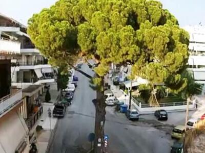 Πάτρα: "Δεν είμαι απλά ένα πεύκο, ε...