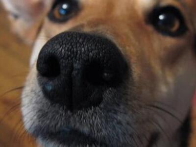 Παρόμοια η συναισθηματική νοημοσύνη σκύλ...