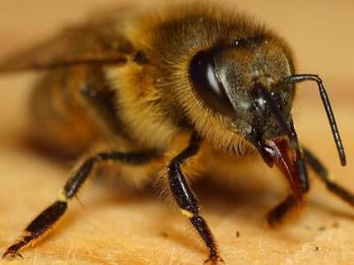 Μεσολόγγι: Τον τσίμπησε μέλισσα και πέθα...