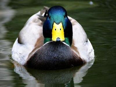 Toυρκία: 50χρονος συνελήφθη για βιασμό... πάπιας