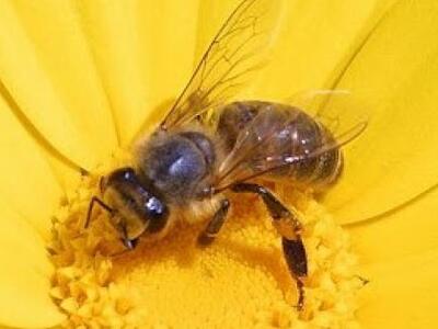 Μέλισσα τσίμπησε 72 χρονο και πέθανε 