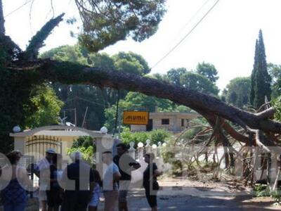 Ηλεία: Δένδρο έπεσε στο δρόμο την ώρα πο...
