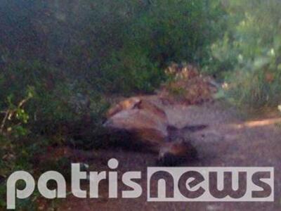 Ηλεία : Άφησαν το άλογο αβοήθητο; 