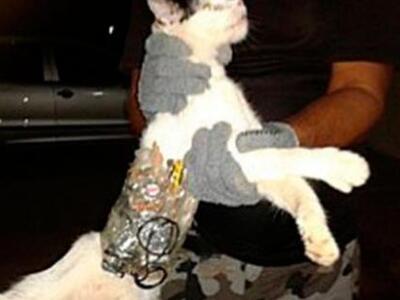 Συνέλαβαν… γάτα που «βοηθούσε» φυλακισμέ...