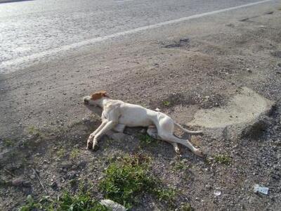 Δυτική Ελλάδα - Νέα κτηνωδία: 52χρονος π...