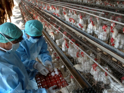 Κρούσματα γρίπης των πτηνών στη Σουηδία ...