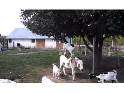 Κατσίκα «καβάλησε» γαϊδούρι για να… φάει