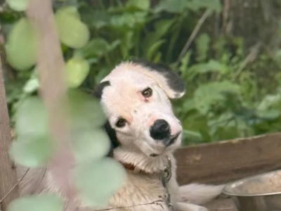 Ηλεία: Καταγγελίες για σκύλους δεμένους ...