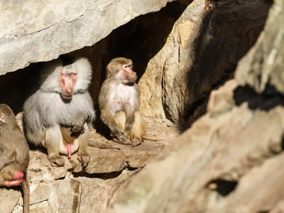 Γερμανία: Προσωπικό ζωολογικού κήπου θαν...