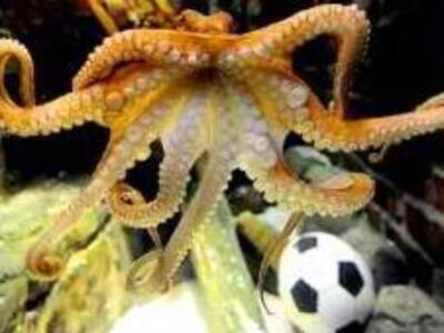 Το χταπόδι  μίλησε: Το Μουντιάλ πάει στο...