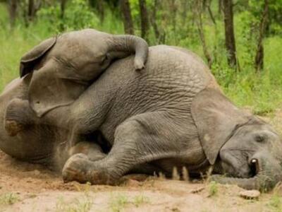 Δεν ξανάγινε: Ελέφαντες... λιώμα από το ...