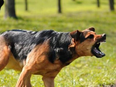 Ηλεία: Τον δάγκωσε αδέσποτος σκύλος για…...