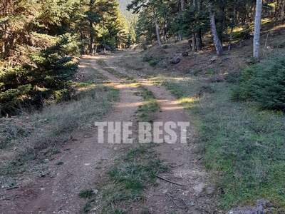 Αχαΐα: Aυτό είναι το ελατόδασος που προο...