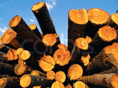 Αγρίνιο: Κυνήγησε με τσεκούρι δασικούς υπαλλήλους