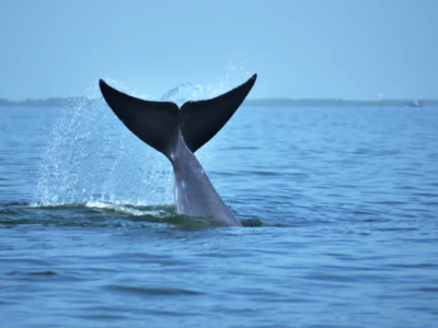 Εύβοια: Φάλαινα εμφανίστηκε σε παραλία -...