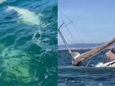  Πορτογαλία: Όρκες επιτέθηκαν σε δύο ιστ...