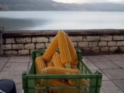 Έρευνα σοκ για το μεταλλαγμένο καλαμπόκι