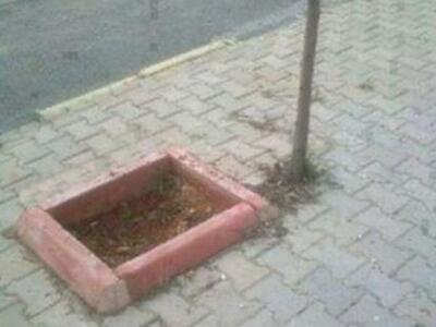 Φύτεψαν δένδρο έξω από το… παρτέρι!