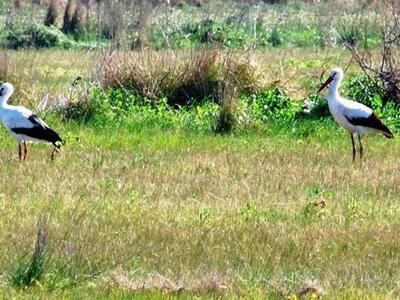 Αχαϊα: Οι λευκοπελαργοί ...ξανάρχονται!!...