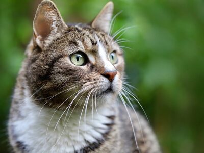 Βρετανία: Γάτος βρέθηκε σε πλωτή εξέδρα ...
