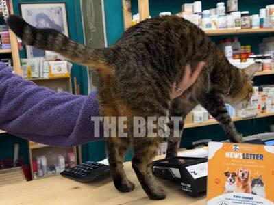 Πάτρα: Αυτός που έριξε τη φόλα με ποντικ...