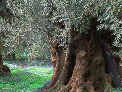 Αιγιάλεια: Η εντυπωσιακή... μεταφύτευση ...