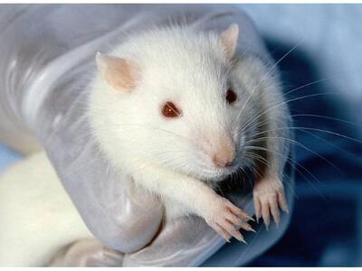 Επιστήμονες χάκαραν εγκέφαλο πειραματόζω...