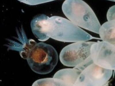 Χιλιάδες νεογέννητα χταποδάκια κάνουν τη...