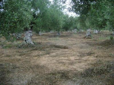 Χαλανδρίτσα: Έκλεψαν ρίζες ελαιόδενδρων ...