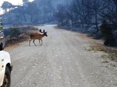 Τεράστια η οικολογική καταστροφή στην Ρόδο
