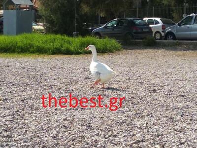 Πάτρα: Η χήνα που κυκλοφορεί στο Δημορρη...
