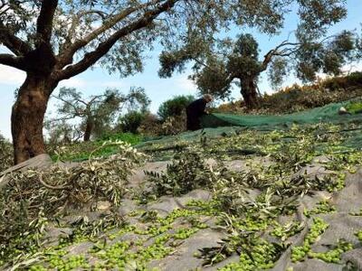 Συνελήφθη 39χρονος που εξαπατούσε ελαιοπ...