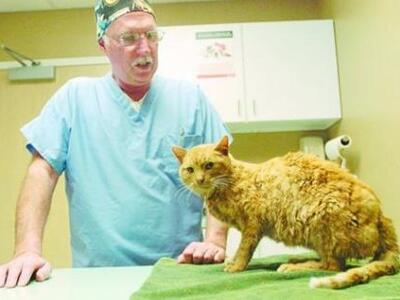 Αυτός είναι ο γάτος που κατάφερε να επιζ...