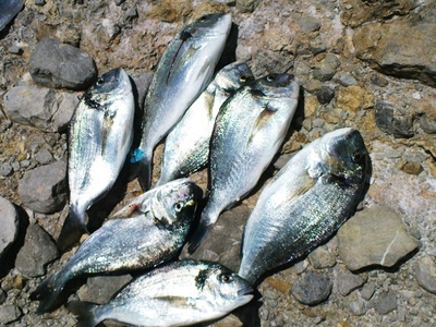 Αγώνας Αθλητικής Ερασιτεχνικής Αλιείας α...