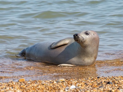 Κόρινθος: Βρέθηκε νεκρή φώκια στην περιοχή Αμόνι