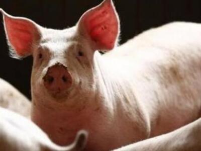 Πολωνία: Κρούσματα αφρικανικής πανώλης τ...