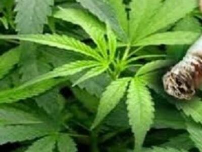 Σε επ' αόριστον αργία ο γιατρός με το χασίς 