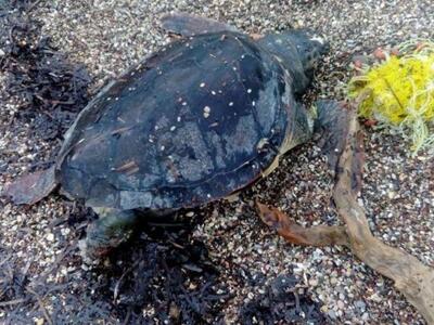 Νεκρή χελώνα Caretta caretta στην παραλί...