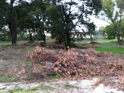 Kαλαμάτα: Από τα δέντρα κατέβασαν τους λ...