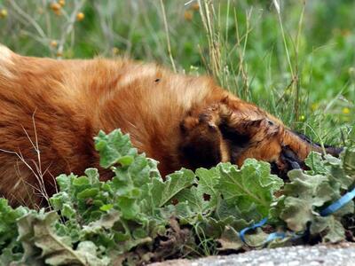 Μεσσηνία: Παπάς πυροβόλησε και σκότωσε τ...
