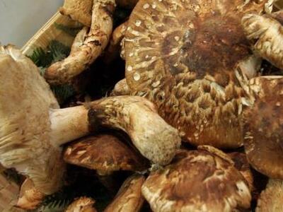 Ελλάδα: Θανατηφόρα δηλητηρίαση από καταν...