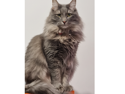 Πάτρα: Χάθηκε ο Τζόνζι - Μπορείτε να βοηθήσετε;