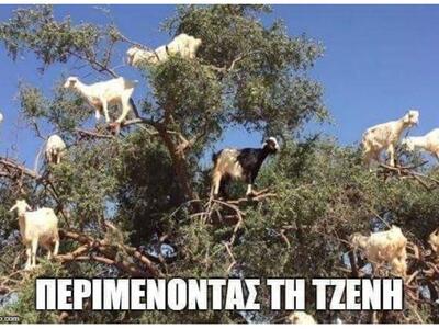 Γλέντι στο Twitter με την κατσίκα της Μπαλατσινού