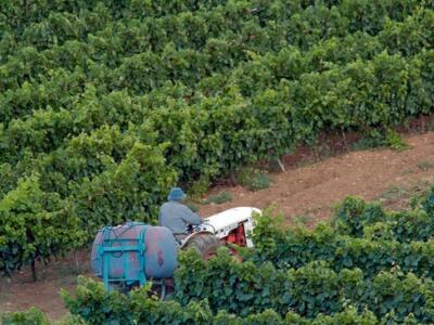 Δυτική Ελλάδα: Δηλώσεις συγκομιδής και π...