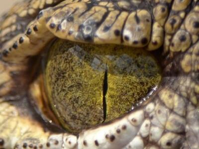 Κατεψυγμένα φιλέτα κροκόδειλου και πύθων...